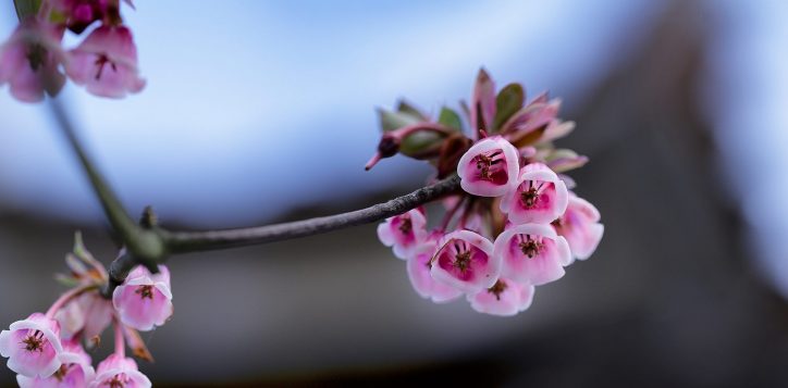 13391532_537756673095927_6902459019136298132_o-2