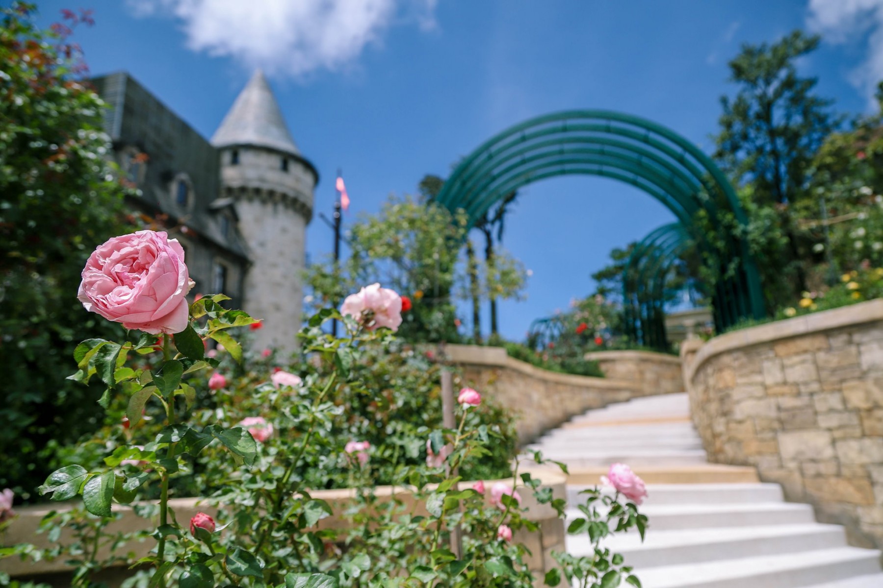 Vườn hoa hồng Ba Na Hills