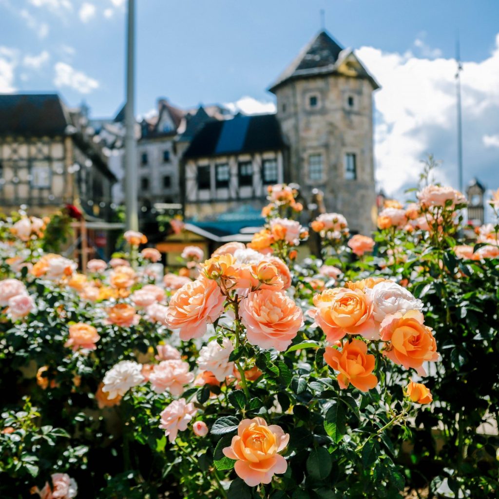 Rose garden