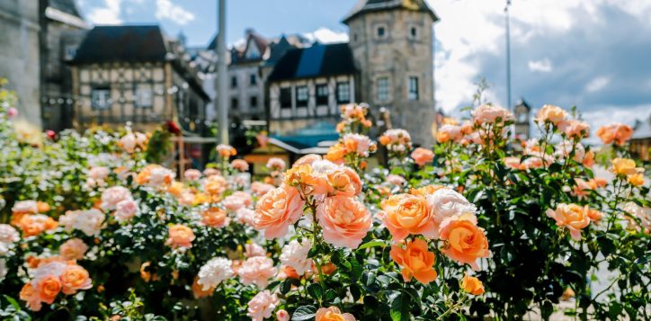 rose-garden-2-2-2