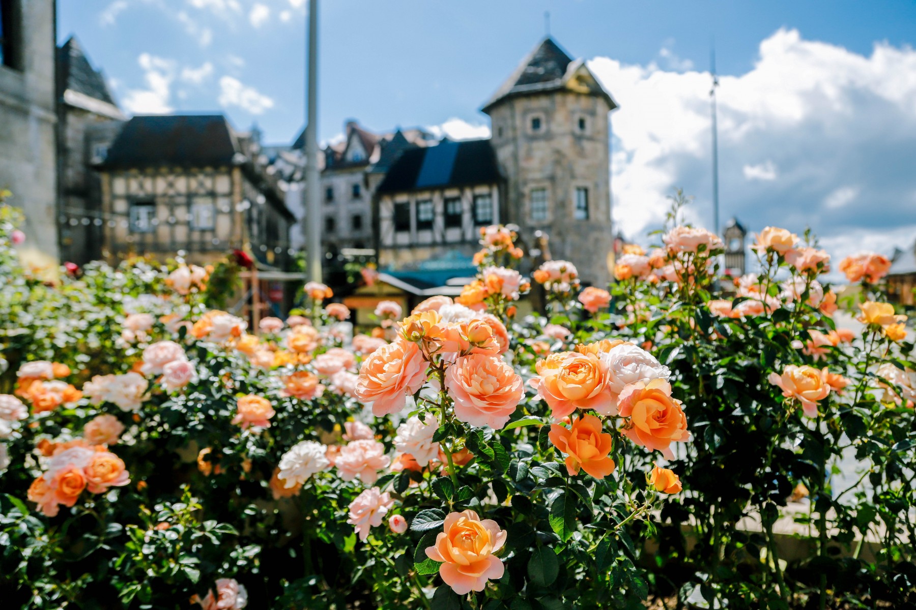 Vườn Hồng Rose